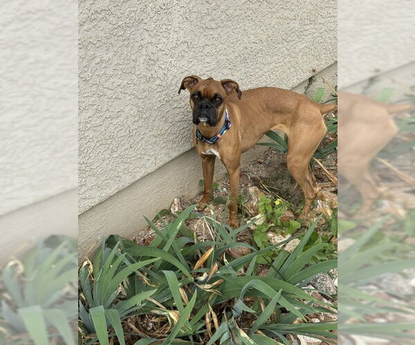 Medium Photo #3 Boxer Puppy For Sale in Chandler, AZ, USA