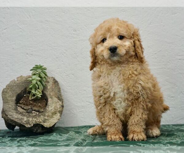 Medium Photo #1 Bernedoodle-Poodle (Toy) Mix Puppy For Sale in NAPPANEE, IN, USA