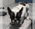 Small #2 French Bulldog