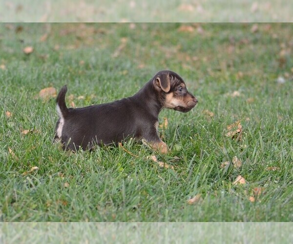 Medium Photo #3 Jack Russell Terrier Puppy For Sale in BRUCE, SD, USA