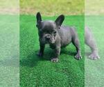 Small Photo #6 French Bulldog Puppy For Sale in HAMPTON, GA, USA