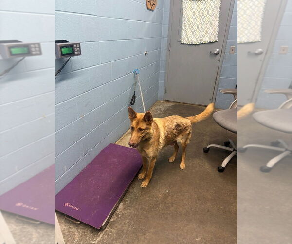 Medium Photo #2 German Shepherd Dog-Unknown Mix Puppy For Sale in Evansville, IN, USA