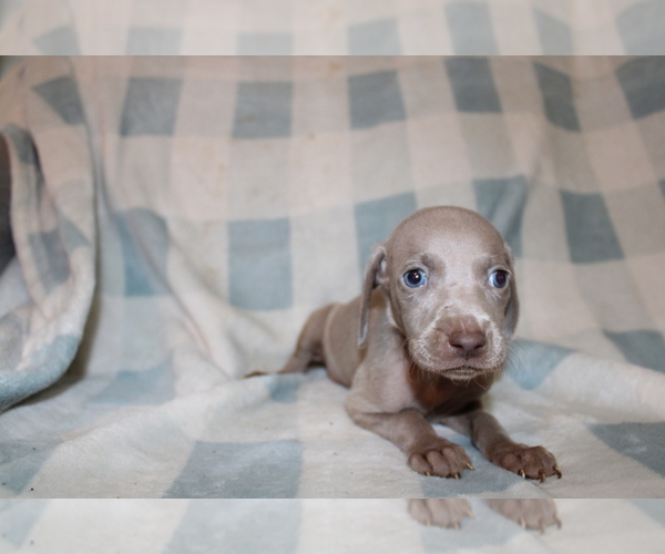 Medium Photo #8 Weimaraner Puppy For Sale in BLMGTN, IN, USA