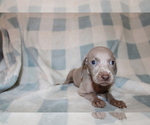 Small #7 Weimaraner