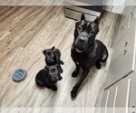 Small Photo #1 Cane Corso Puppy For Sale in INDUSTRY, PA, USA