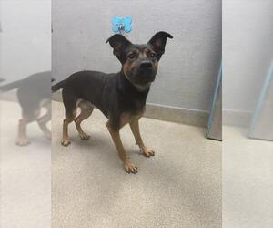 German Shepherd Dog-Unknown Mix Dogs for adoption in Las Vegas, NV, USA