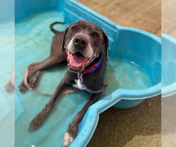 Medium Photo #2 Great Dane-Unknown Mix Puppy For Sale in Las Vegas, NV, USA