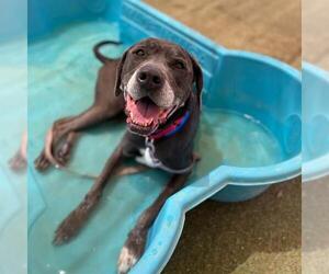 KEKOA - Male Great Dane-Unknown Mix Dog for Adoption - Photo #2