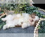 Small Photo #21 Shih Tzu Puppy For Sale in CLARE, MI, USA