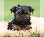 Puppy Bugatti AKC Yorkshire Terrier