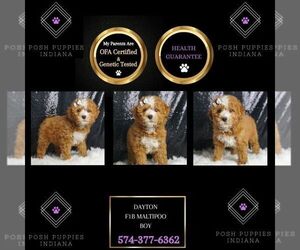 Maltipoo Puppy for sale in WARSAW, IN, USA