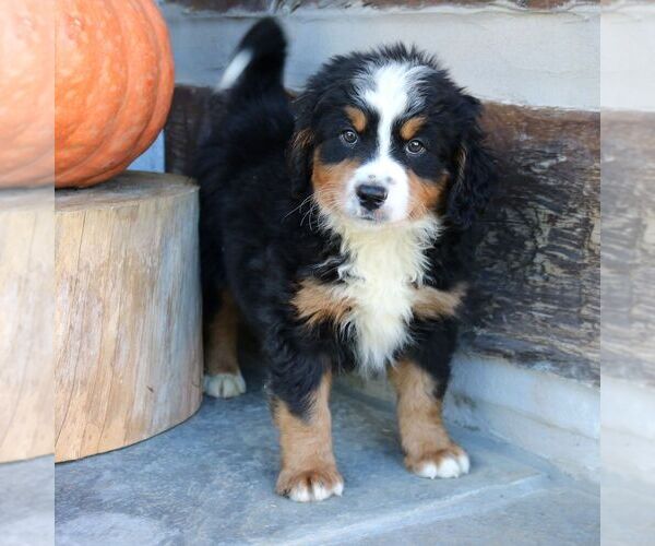 Medium Photo #4 Bernedoodle (Miniature) Puppy For Sale in NARVON, PA, USA