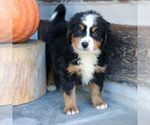 Benny - Male Bernedoodle (Miniature) Puppy for Sale - Photo #4