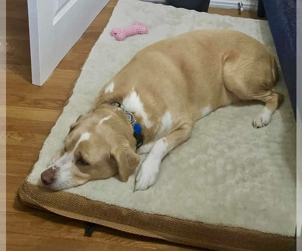 Medium Photo #1 Labrador Retriever-Unknown Mix Puppy For Sale in Germantown, OH, USA