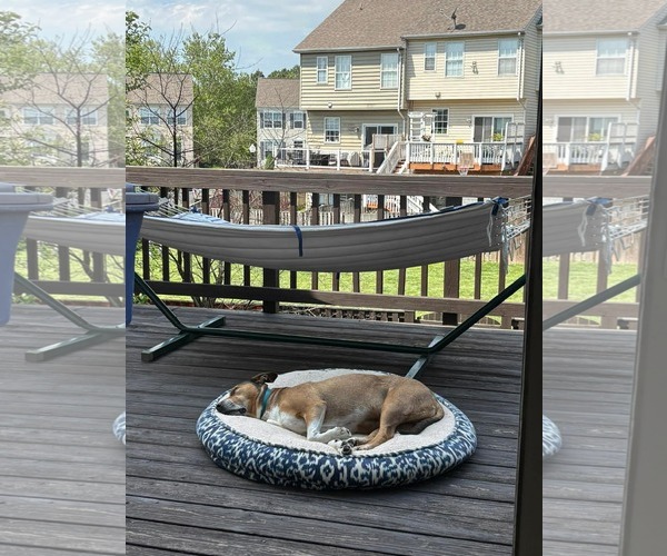 Medium Photo #1  Puppy For Sale in , 