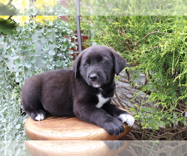 Medium Photo #1 Akita-Labrador Retriever Mix Puppy For Sale in SHILOH, OH, USA