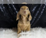 Small #1 Dachshund