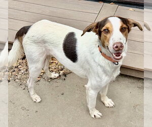 Lucky - Male Jack Russell Terrier-Unknown Mix Dog for Adoption