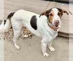 Lucky - Male Jack Russell Terrier-Unknown Mix Dog for Adoption - Small photo