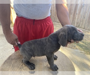 Cane Corso Puppy for sale in MARYSVILLE, CA, USA
