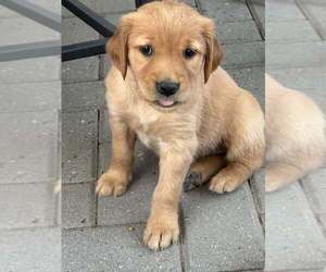 Golden Retriever Puppy for sale in TOMAH, WI, USA