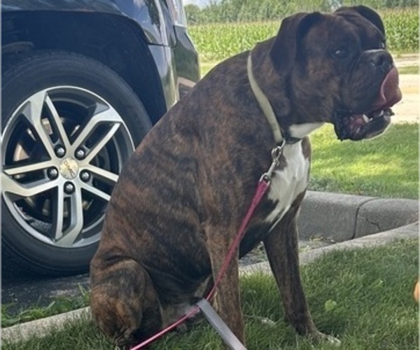 Medium Photo #1 Boxer Puppy For Sale in SHEVLIN, MN, USA