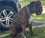 Small Photo #1 Boxer Puppy For Sale in SHEVLIN, MN, USA