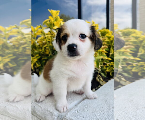 Medium Photo #3 Chihuahua Puppy For Sale in Marina Del Rey, CA, USA