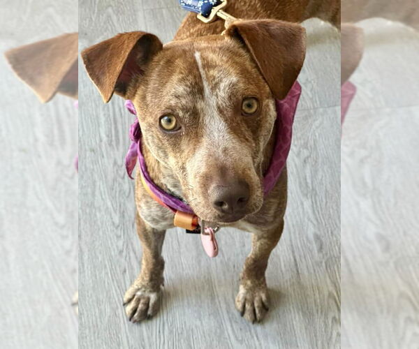 Medium Photo #5 Mutt Puppy For Sale in San Diego, CA, USA