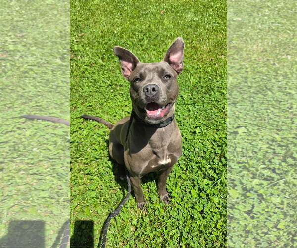 Medium Photo #3 Mutt Puppy For Sale in Rockaway, NJ, USA