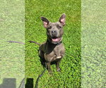 Small #2 Mutt