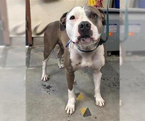 Mutt Dogs for adoption in Camarillo, CA, USA