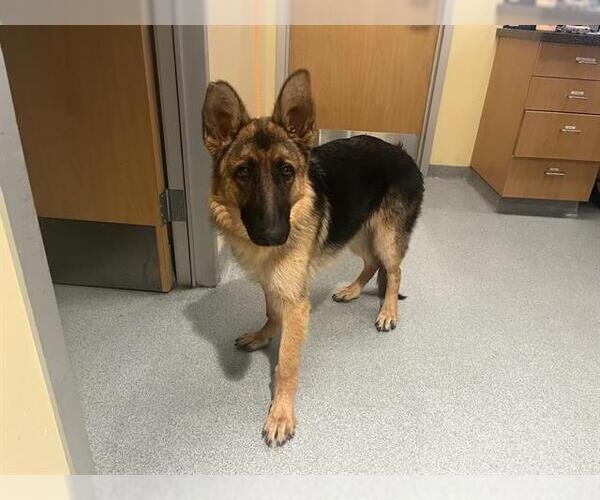 Medium Photo #1 German Shepherd Dog Puppy For Sale in Orange, CA, USA