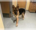 Small German Shepherd Dog
