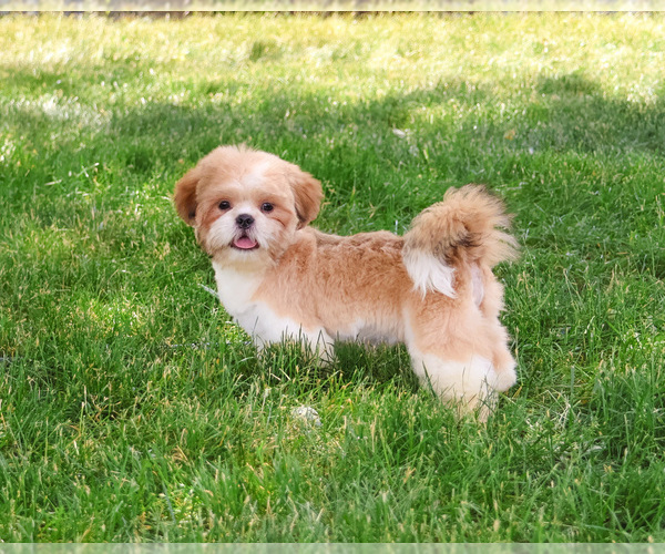Medium Photo #3 Shih Tzu Puppy For Sale in SYRACUSE, IN, USA