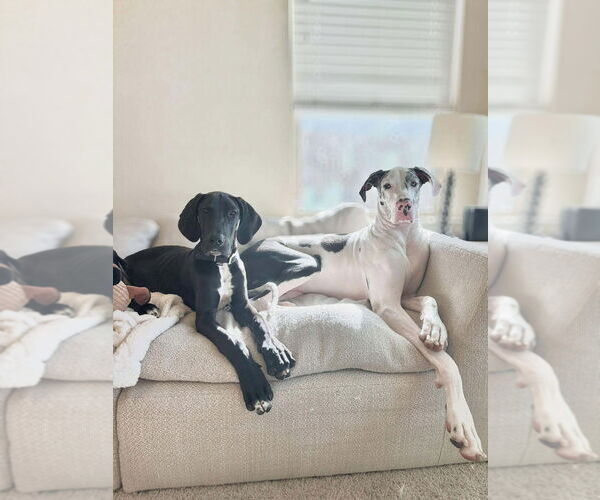 Medium Photo #4 Great Dane Puppy For Sale in Bullard, TX, USA