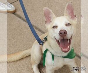 Golden Graham - Male Retriever -Unknown Mix Dog for Adoption - Photo #6