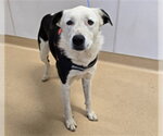 Small Anatolian Shepherd-Border Collie Mix