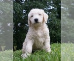 Small #1 Labradoodle-Poodle (Standard) Mix