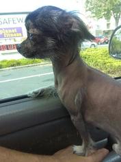 Chinese Crested Puppy for sale in CRYSTAL MOUNTAIN, WA, USA
