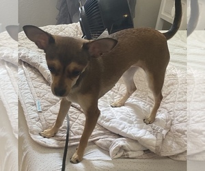 Chihuahua Puppy for sale in HENDERSON, NV, USA