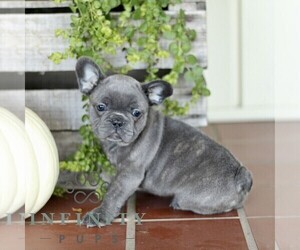 French Bulldog Puppy for sale in EPHRATA, PA, USA