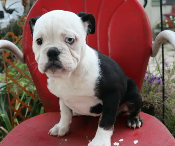 Medium Photo #1 Olde English Bulldogge Puppy For Sale in PINE VILLAGE, IN, USA