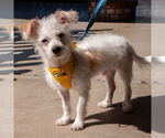 Small #2 Maltese Mix