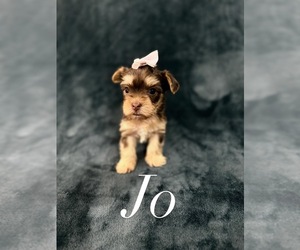 Medium Yorkshire Terrier