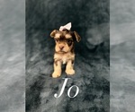 Puppy Jo Yorkshire Terrier