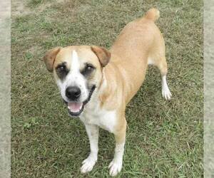 Murray - Male Mutt Dog for Adoption - Photo #2