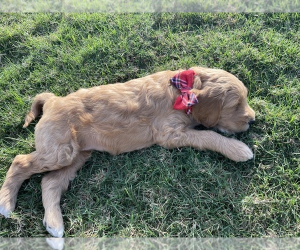 Medium Photo #4 Goldendoodle-Poodle (Standard) Mix Puppy For Sale in SUGAR LAND, TX, USA