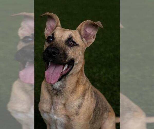 Medium Photo #2 Black Mouth Cur-Unknown Mix Puppy For Sale in Baytown, TX, USA
