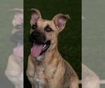 Small #1 Black Mouth Cur Mix